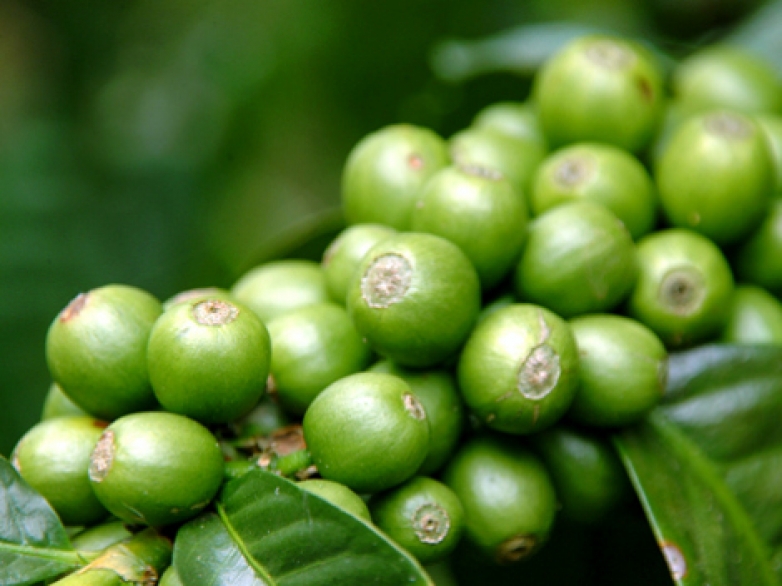 Te verde